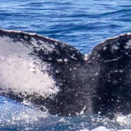 Fluke of HIHWNMS-2021-12-13_G01A01