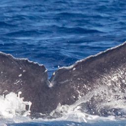 Fluke of HIHWNMS-2020-12-30_G03A01