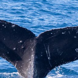 Fluke of HIHWNMS-2022-1-6_G01A02