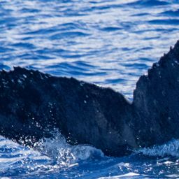 Fluke of HIHWNMS-2022-1-13_G03A03