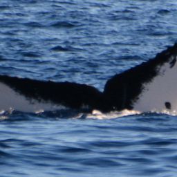 Fluke of HIHWNMS-2022-1-6_G04A04