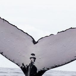 Fluke of HIHWNMS-2021-12-28_G05A01