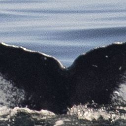 Fluke of Kaju