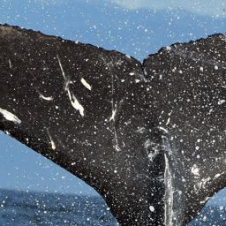 Fluke of Butterfly Wings
