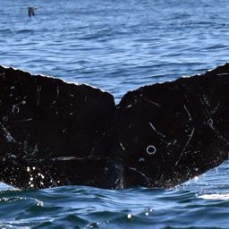 Fluke of CRC-20242