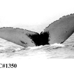Fluke of NA-1350