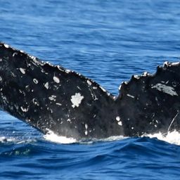 Fluke of HW-MN0523064