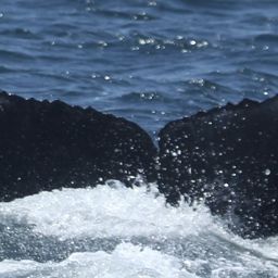 Fluke of CRC-20628
