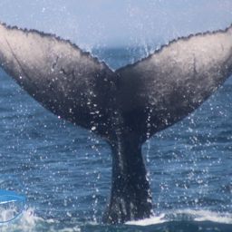 Fluke of 2022 calf of CRC-18678