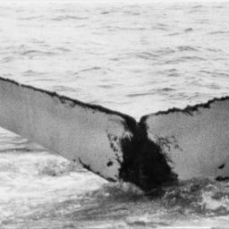 Fluke of NA-1652