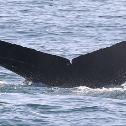Fluke of CRC-20372