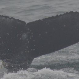 Fluke of CRC-20629