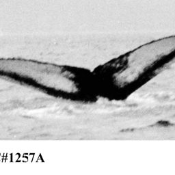Fluke of NA-1257