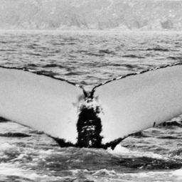 Fluke of NA-1862