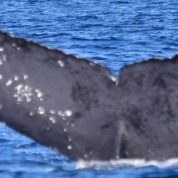 Fluke of CRC-15716