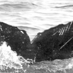 Fluke of CRC-11631