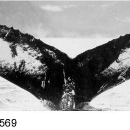 Fluke of NA-1569