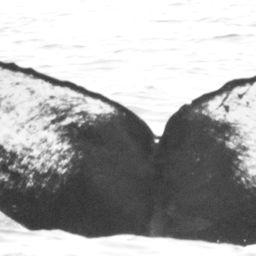 Fluke of CRC-11206