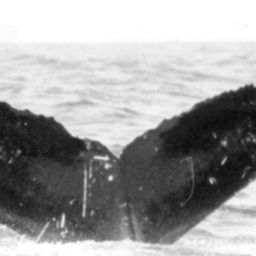 Fluke of NA-1673