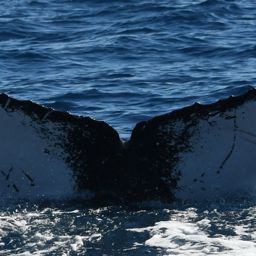 Fluke of OCF-R-1780