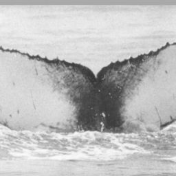 Fluke of NA-1714
