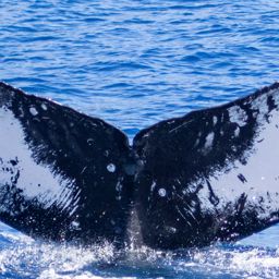 Fluke of HIHWNMS-2022-2-17_G08A01