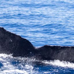 Fluke of HIHWNMS-2022-3-3_G02A09