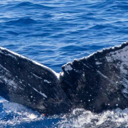 Fluke of HIHWNMS-2022-2-17_G06A07