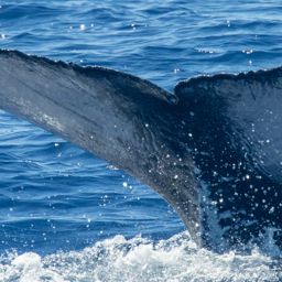 Fluke of HIHWNMS-2022-2-24_G05A01