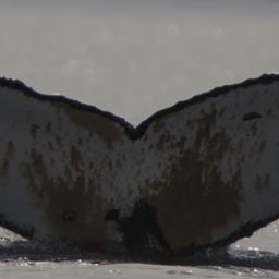 Fluke of HW-MN1303887