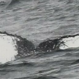 Fluke of HW-MN0401350