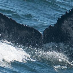 Fluke of 2021-2022 calf of HW-MN0502512