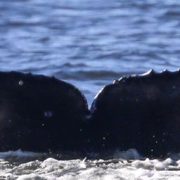 Fluke of Rugrat 2021-2022 calf of Didi