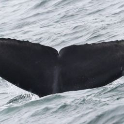 Fluke of Twist 2021-2022 calf of Foster Mom