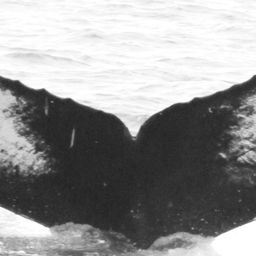 Fluke of CRC-15490