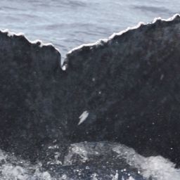 Fluke of TDI-21564