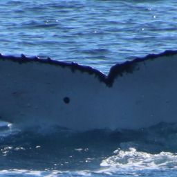 Fluke of HW-MN1103103