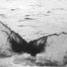 Fluke of NA-1583