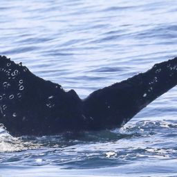 Fluke of CRC-20638