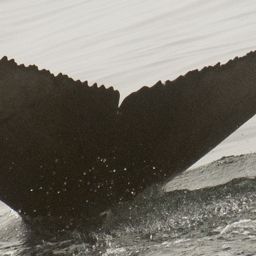 Fluke of 2021-2022 calf of Jolly Roger