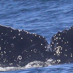 Fluke of CRC-20646