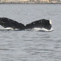Fluke of SEAK-5540