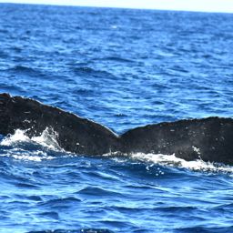 Fluke of HW-MN0530010