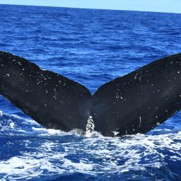 Fluke of HW-MN0530015