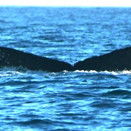 Fluke of HW-MN0523111
