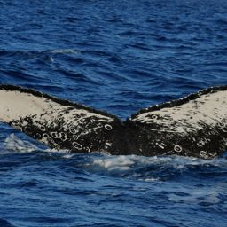 Fluke of HW-MN0530025