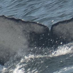 Fluke of 2021-2022 calf of CRC-9038