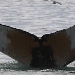 Fluke of HW-MN0102778