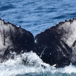 Fluke of 2021-2022 calf of UABCS-MN5-04R0441