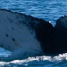 Fluke of WA2578